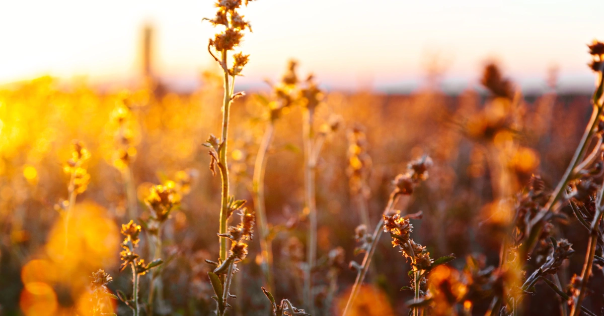 Field of Flowers