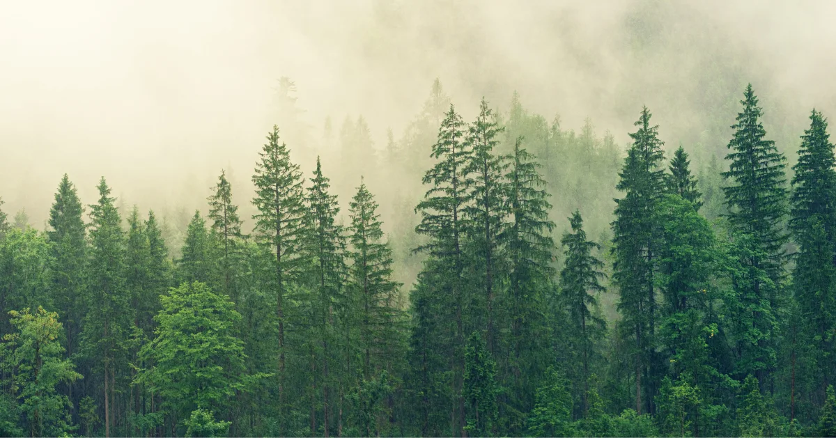 the forest