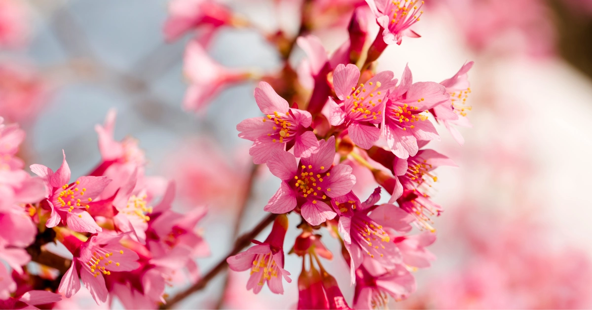 pink flowers
